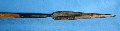 Ethiopian military spear c441